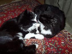 katt